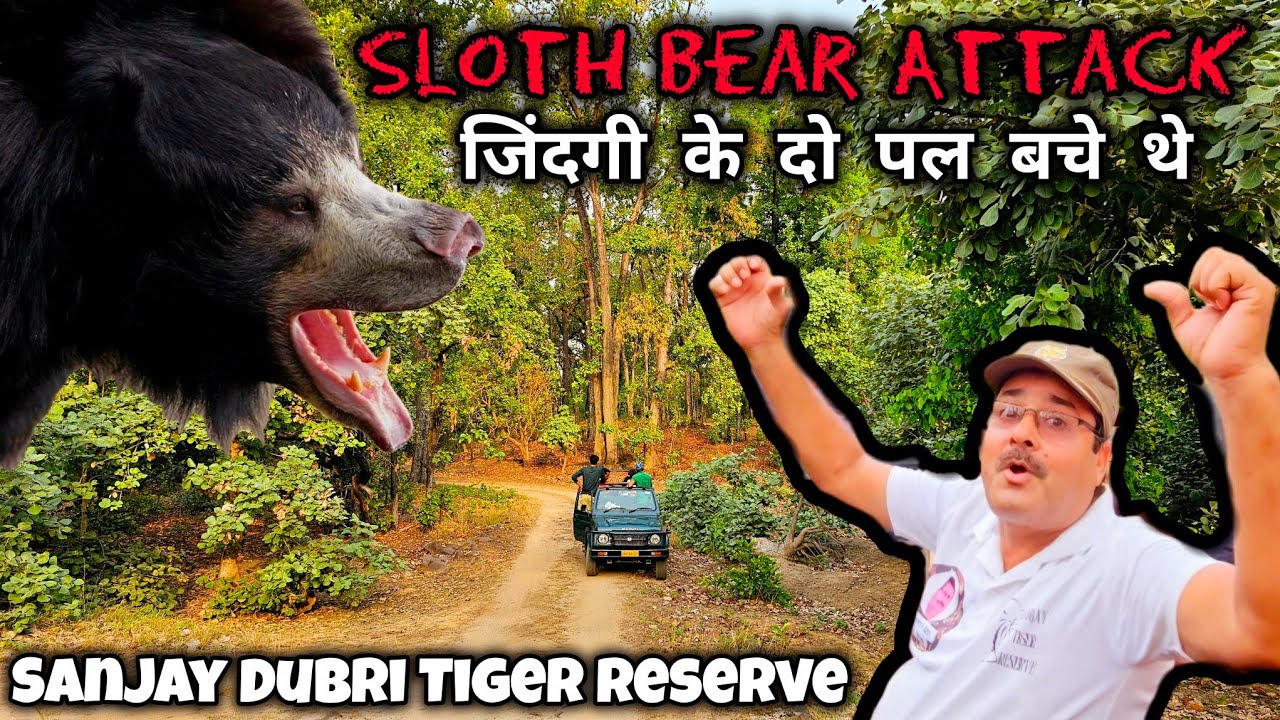 Sloth Bear Attack | Sanjay Dubri Tiger Reserve | World First White Tiger Mohan | Jungle Safari