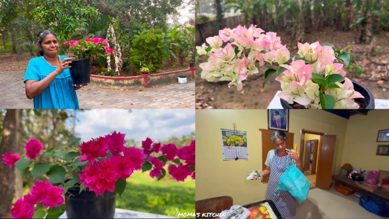 പുതിയചെടികൾ വാങ്ങിഞങ്ങൾ ഗാർഡൻ Rearrangement തുടങ്ങീട്ടോ കൂടെമകൾ വാങ്ങിക്കൊണ്ട് വന്നസാധനങ്ങളും കാണാം😍