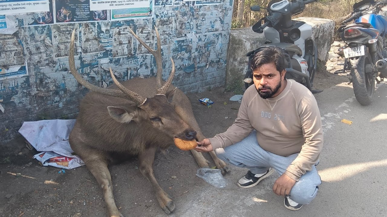 Ramnagar# Uttarakhand#barasingha 🫎🫎Hiran#Koshi barrage #Raja wasim 234 vlog