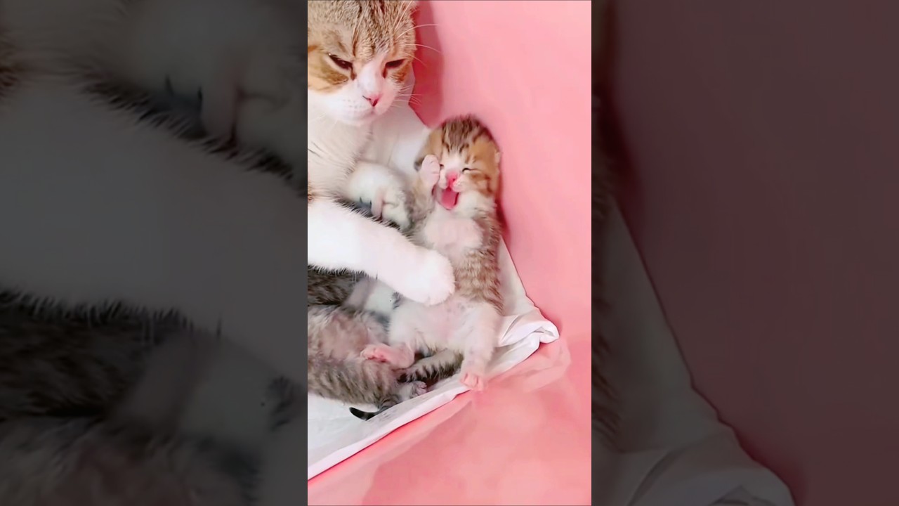 A mother cat's love for her kittens is most likely instinctive 