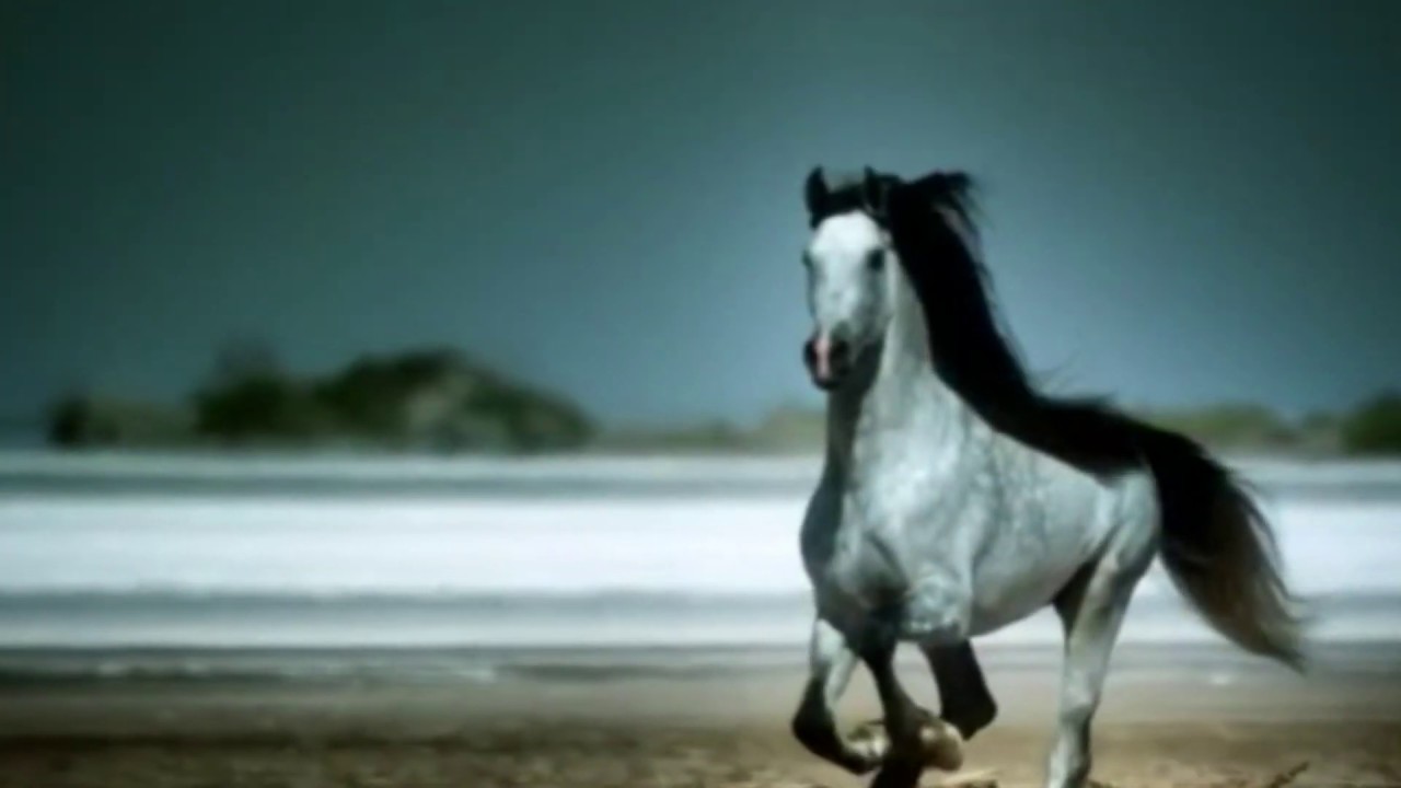 ASFALTO - Rocinante (Video no oficial)