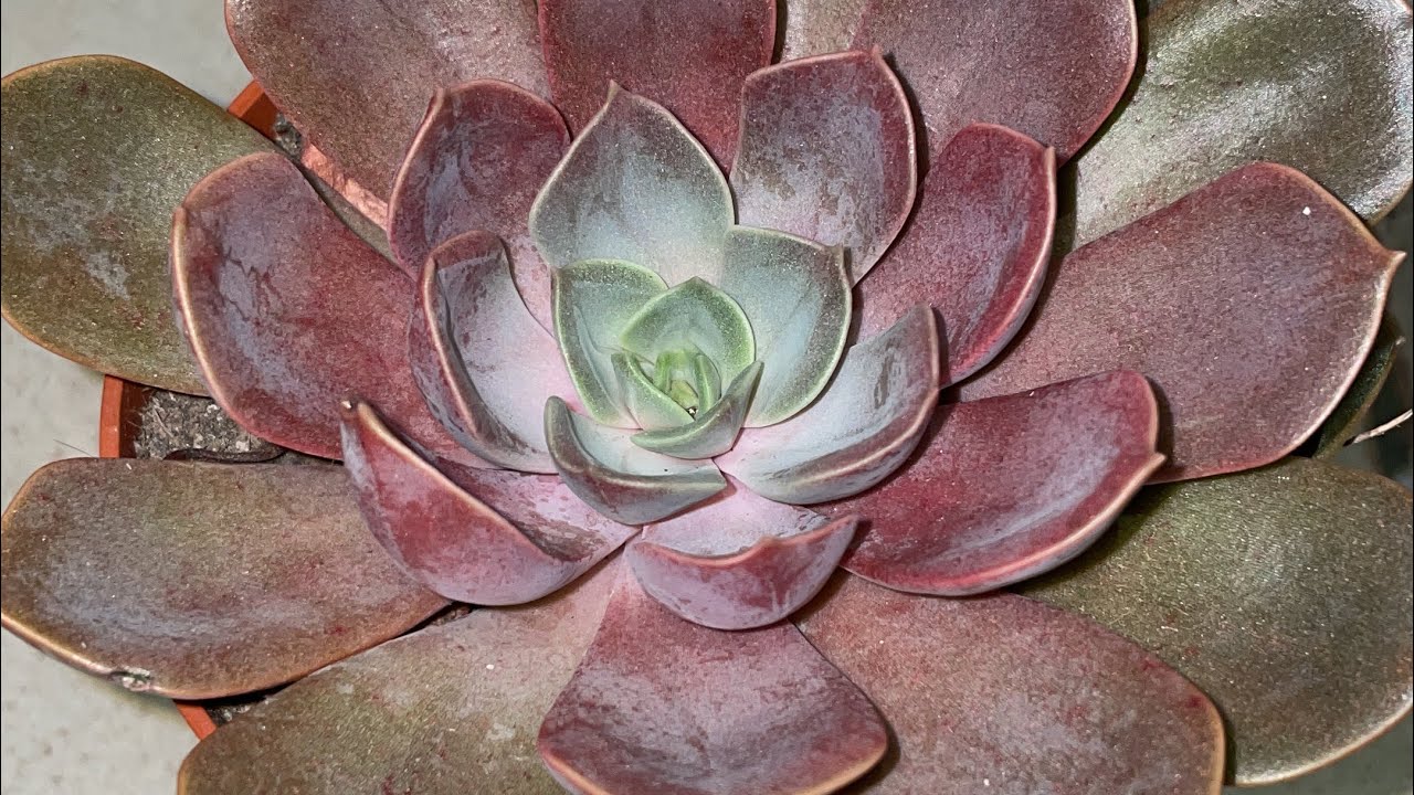 Echeveria Mina ile saksı yenileme #vlog #sukulent #succulents #echeveria