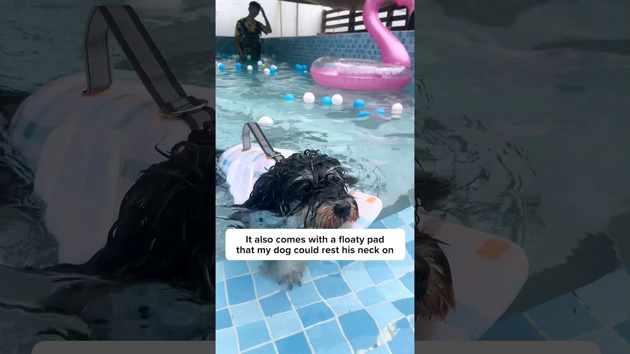 Not all dog knows how to swim!!🐶