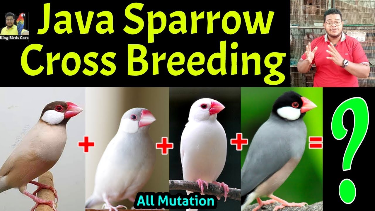 Java sparrow cross breeding | Java bird cross breeding | Java Sparrow mutation | Java finch | Birds