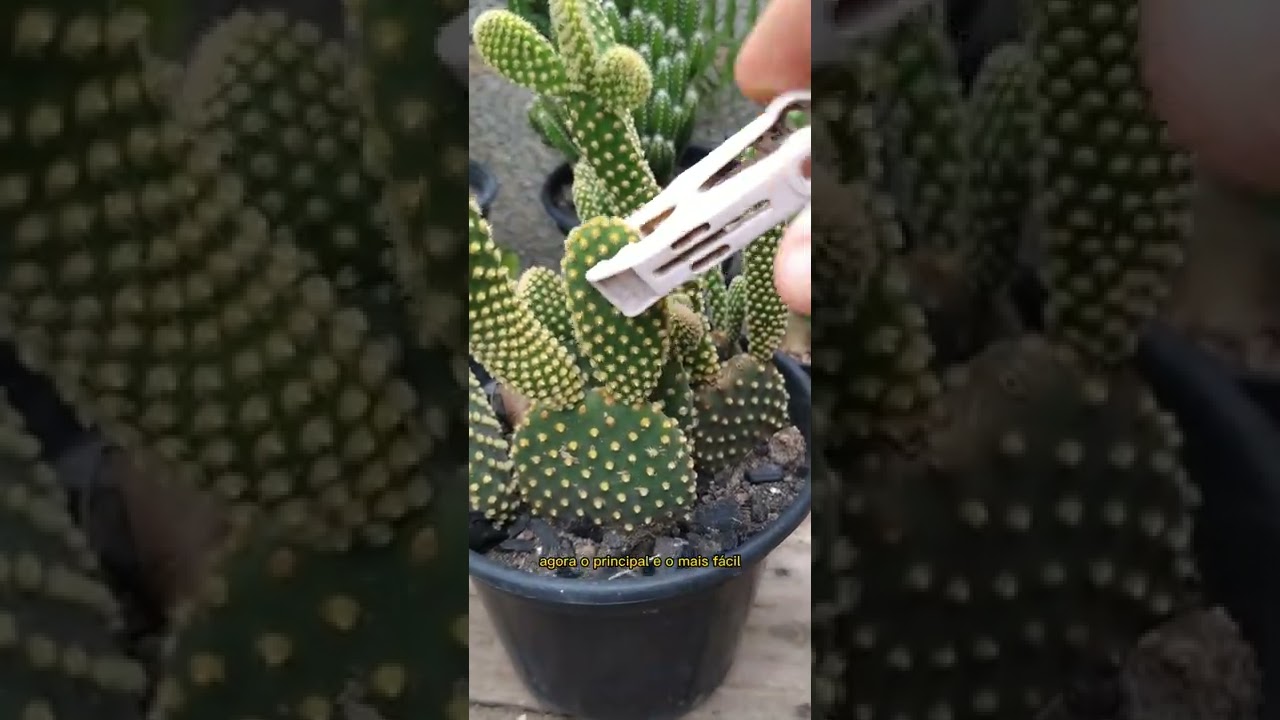 APRENDA A FAZER MUDAS DE CACTOS EM 40 SEGUNDOS! ✨ #jardimsuculenta 🌿
