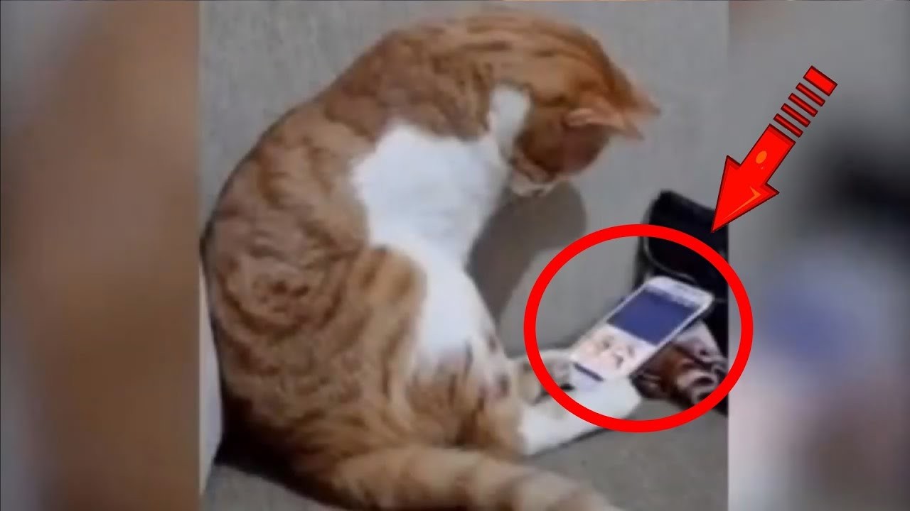 Коту показали видео с погибшим хозяином. Кадры, от которых сжимается сердце!