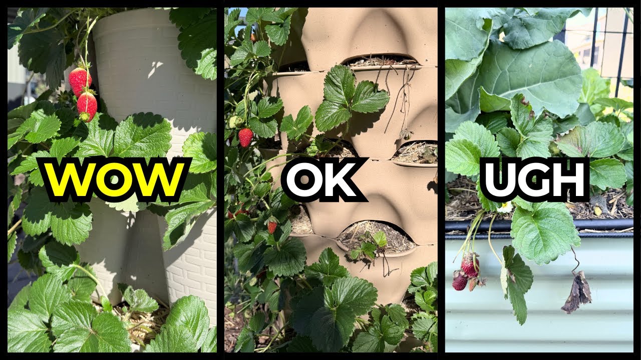 GreenStalk vs Garden Tower vs Raised Bed: Strawberry Results Compared