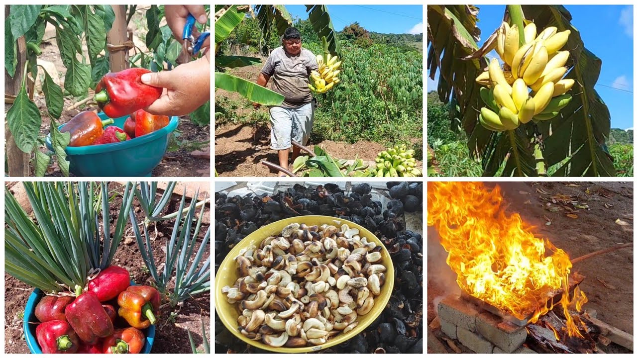 Colheita de Banana , Pimentão  e Assando castanha.