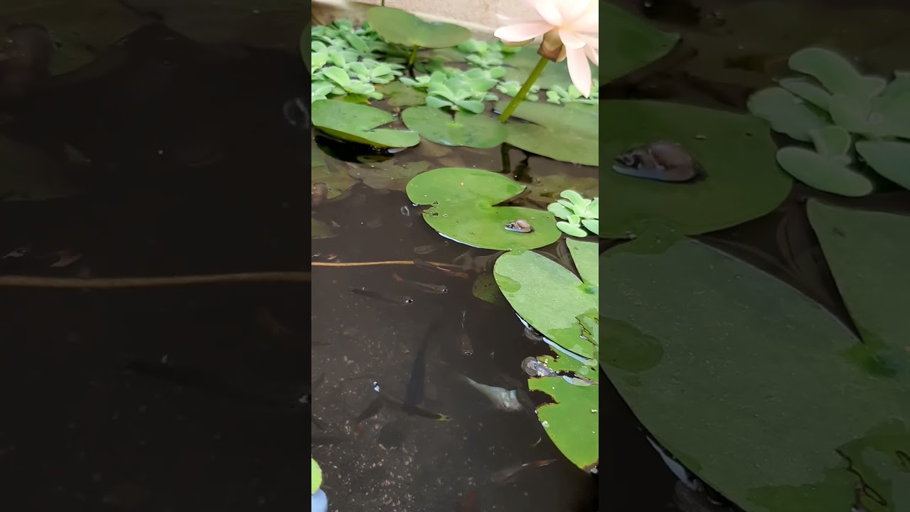 Guppies | Feeding guppies | Water lily  