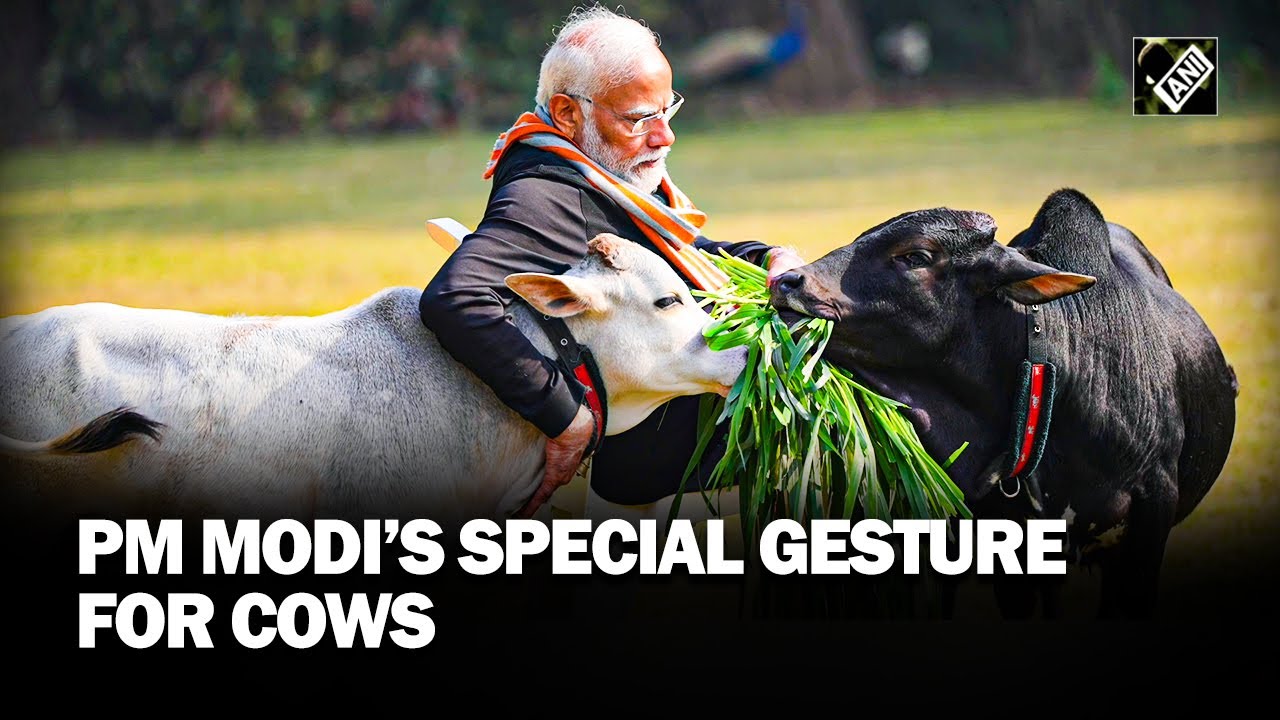 PM Modi feeds cows at his official residence on ocassion of Makar Sankranti