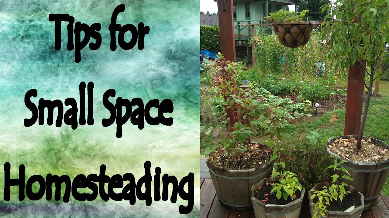 Tips for Small Space Homesteading