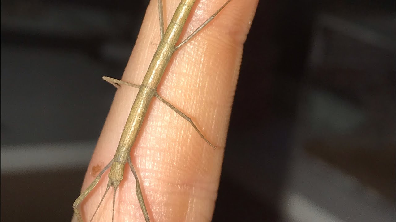 How to Build a Stick Insect Cage (PART 2)