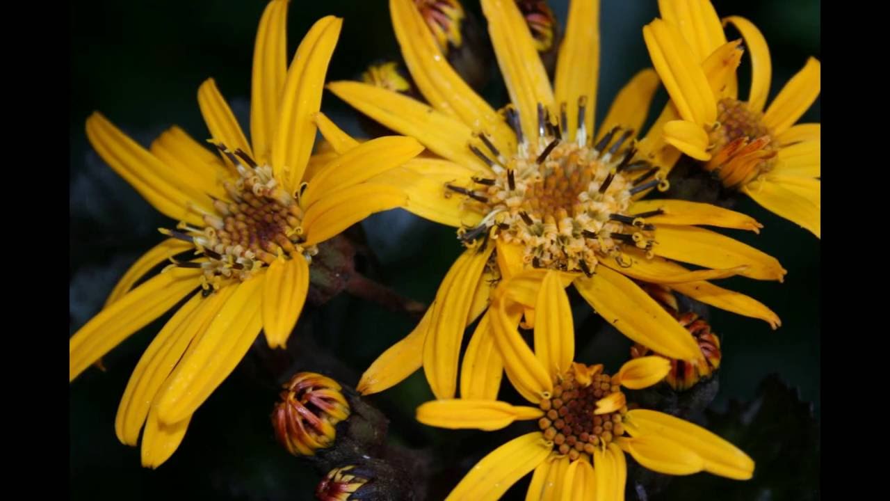 Upton Castle Gardens (Allemande Remix)