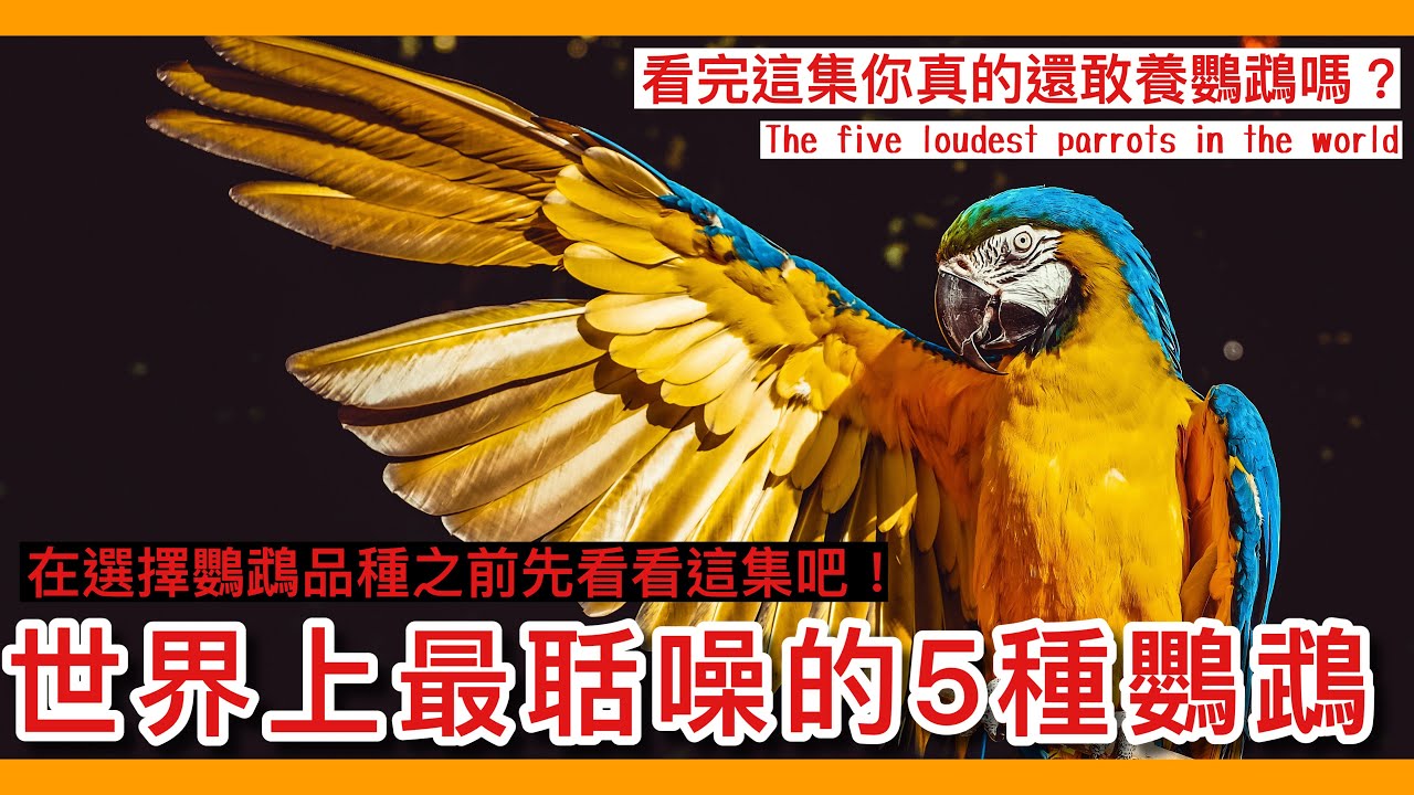 嘎！公布世界上「最吵的」五種鸚鵡！看完你還敢養鸚鵡嗎？The five loudest parrots in the world【鸚鵡小木屋】【新手鳥知識】