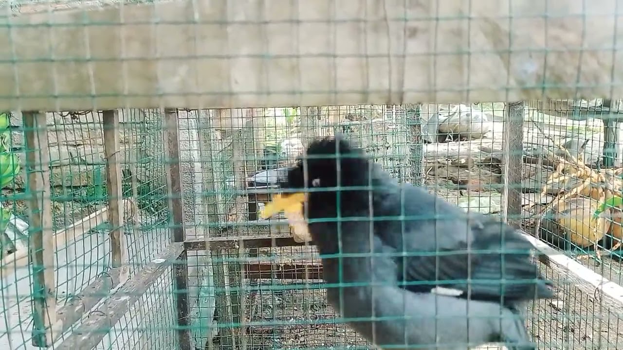 Masteran burung jalak kebo gacor - mata putih 