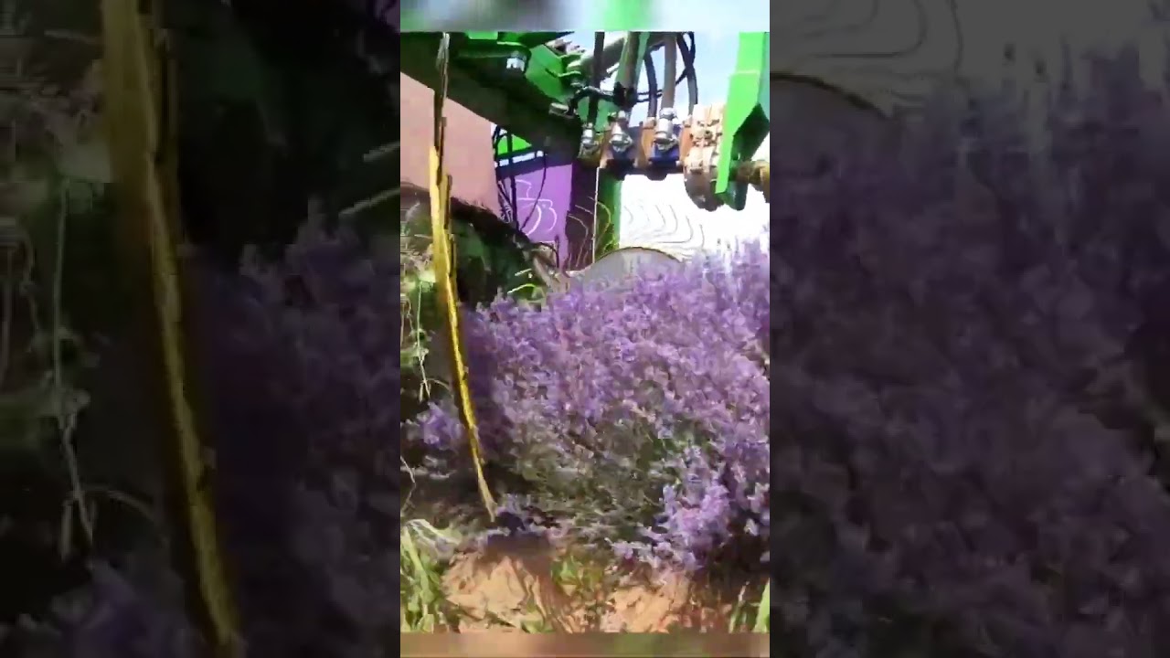 Efficient Lavender Flower Cutting by Machine: Modern Farming at&nbsp;Its&nbsp;Best&nbsp;🌿🌸 #lavenderharvest