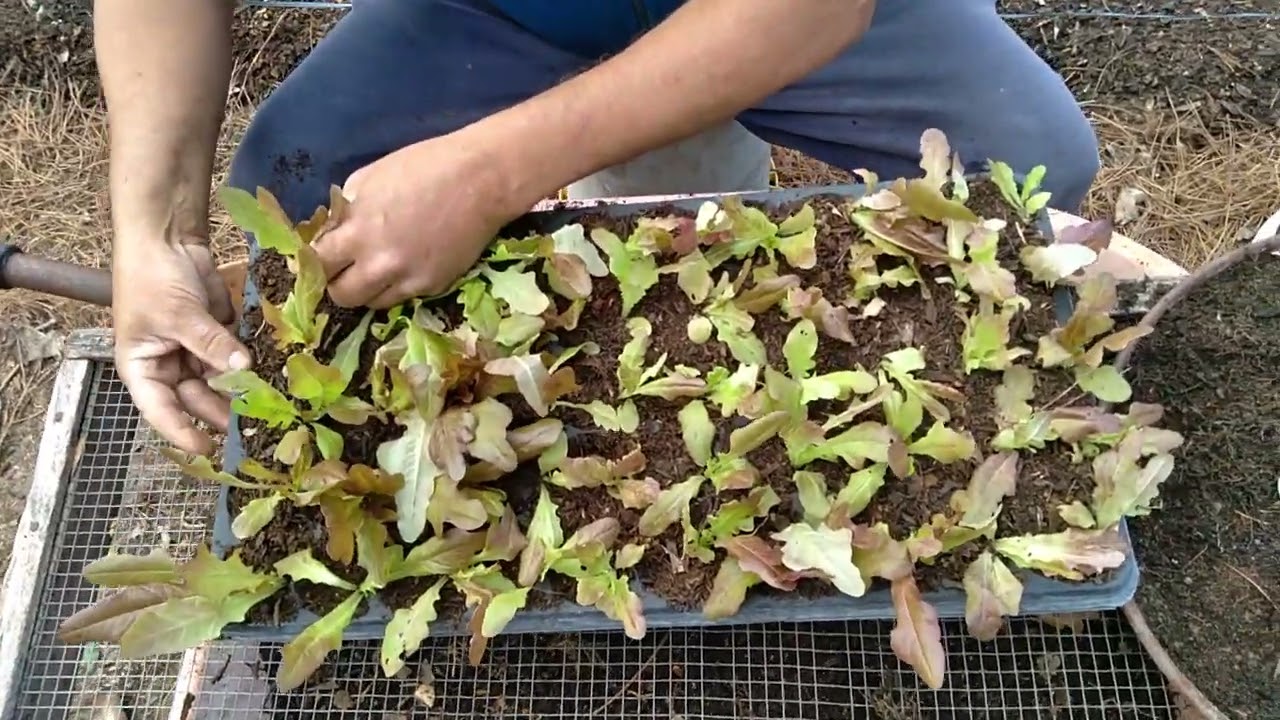 LECHUGA - SIEMBRA, REPIQUE, TRASPLANTE Y COSECHA