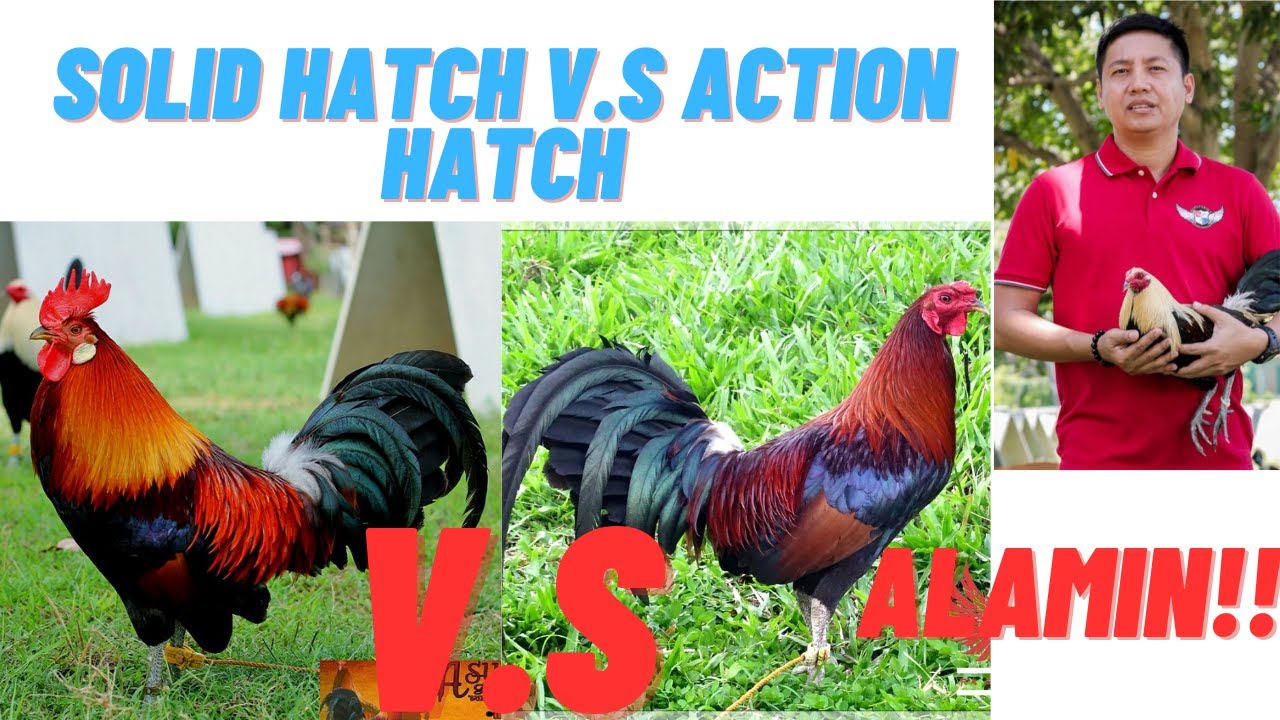 Sabong Tips: Action Hatches V.S Solid Hatches Gamefowl Bloodlines -- Alamin!