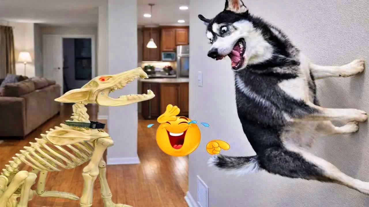 Funniest Cats & Dogs of 2026 🐾😸 | Try Not To Laugh Challenge! 💗 