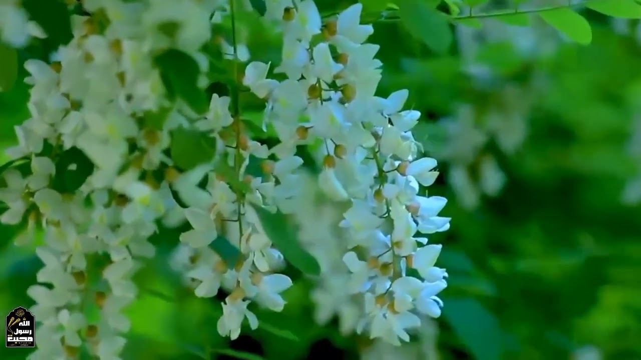 نوی وطنی ترانه په ښکلی اواز د قاری انعام الدین شیرزاد#AfghanMusic#MyAfghanistan#AfghanNation#Watan