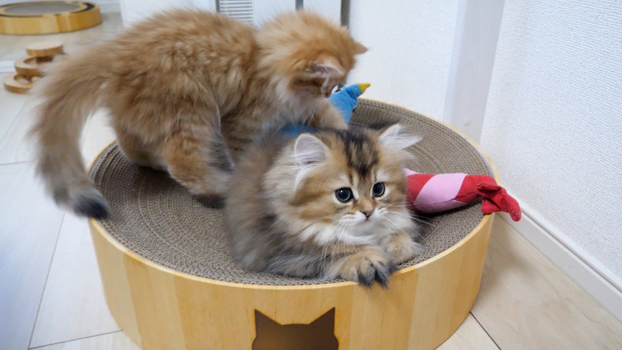 Here&rsquo;s the kitten who just couldn&rsquo;t bear to have its stuffed animal taken away&hellip;