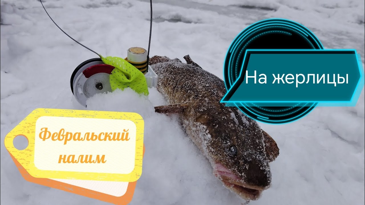 Налим в феврале. 