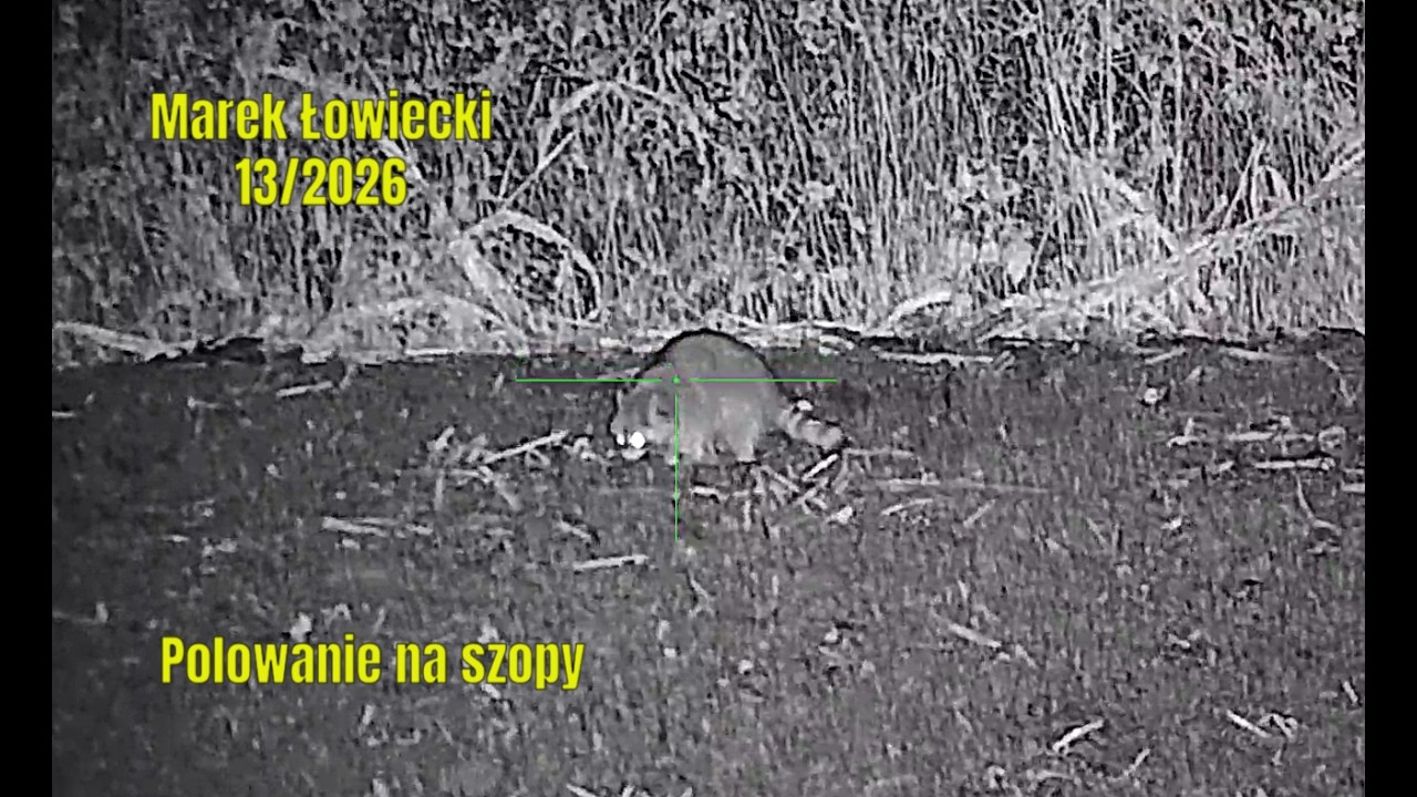 Polowanie na szopy TOP - 10 - Raccoon hunting TOP - 10 - 13/2026