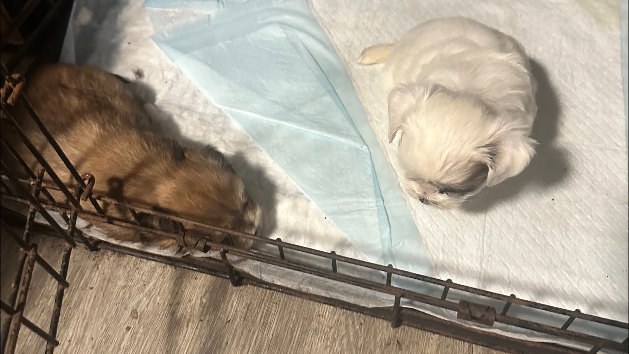 Update on Yorkie puppy #puppy #yorkie 