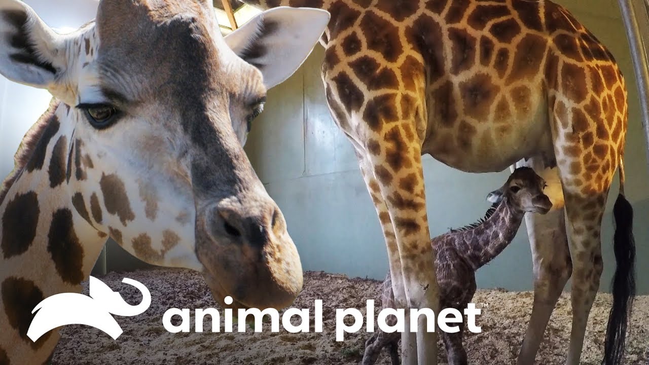 O incrível parto de uma bebê girafa | A Família Irwin | Animal Planet Brasil