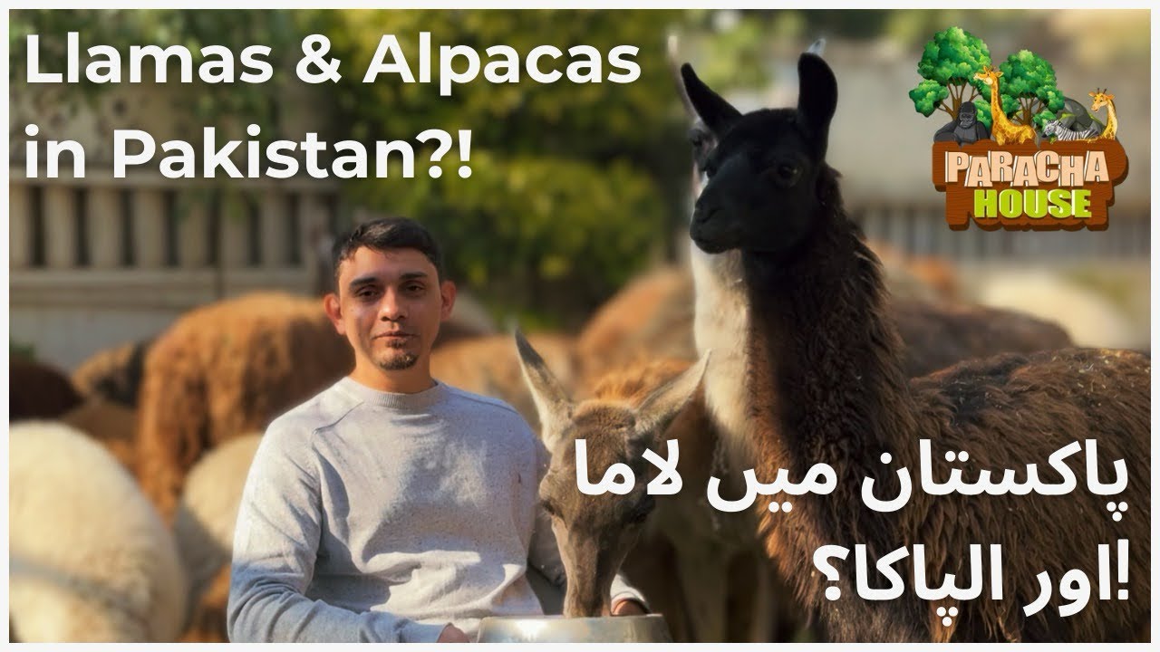 Llama Daily Life | What They Eat, How They Live & Interesting Facts 🦙