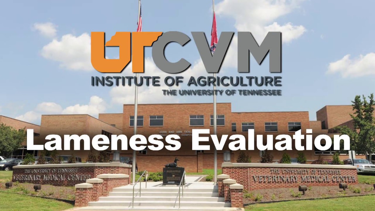 Lameness Evaluation