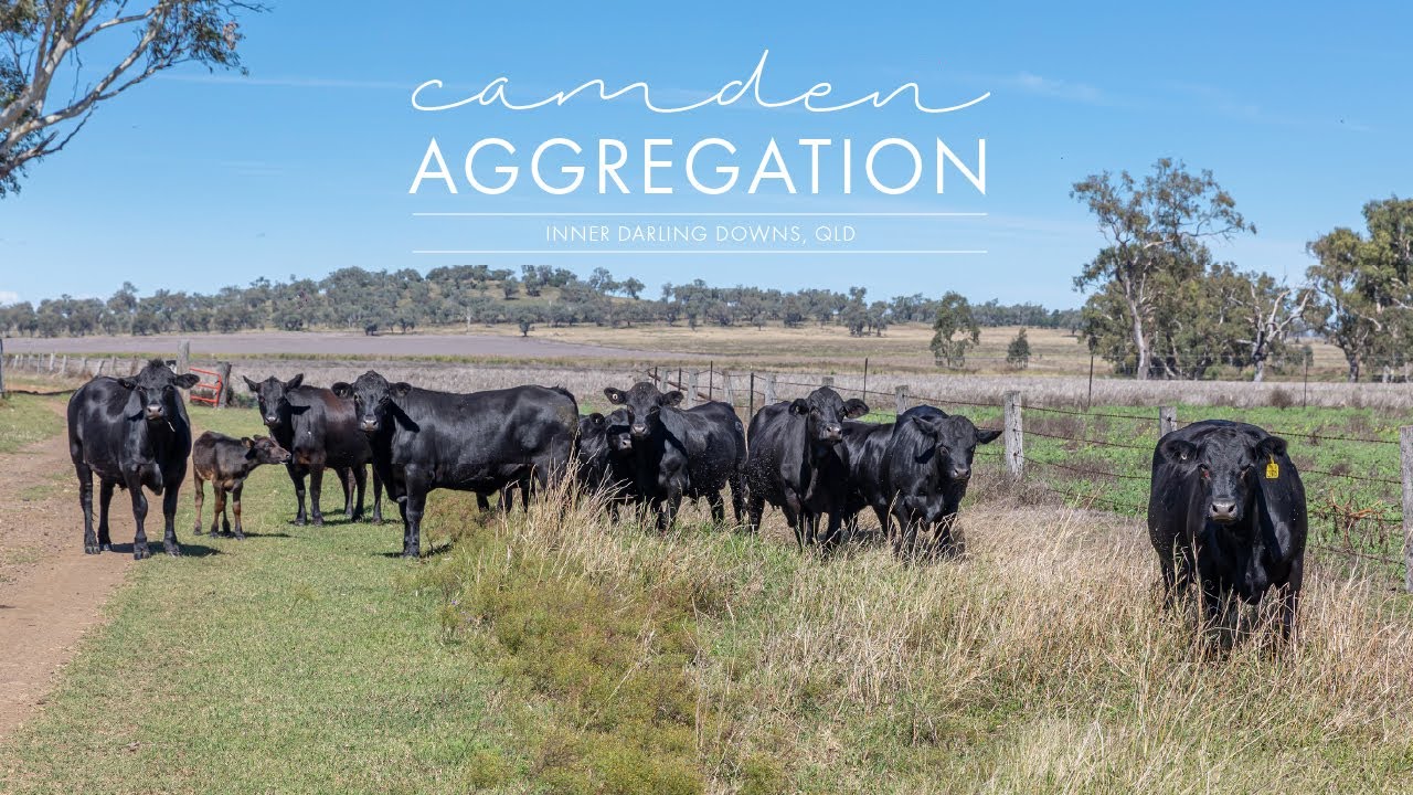 ‘Camden Aggregation’, Inner Darling Downs, Qld