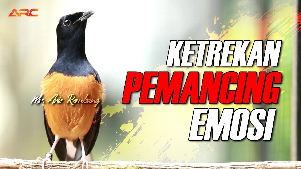 PALING JITU !! SUPER EDAN PANCINGAN EMOSI MURAI BATU PALING AMPUH BIKIN GACOR