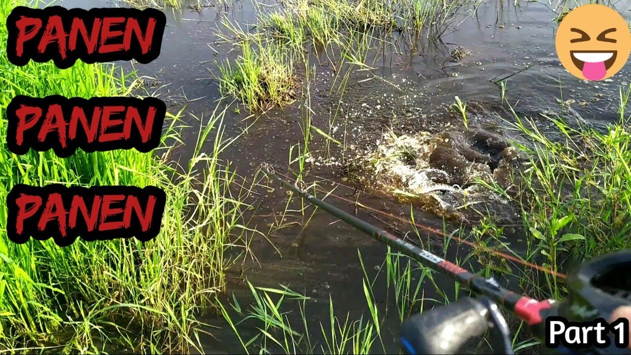 GABUS DISINI PADA KELAPARAN‼️MANCING GABUS/HARUAN DI AREA PERSAWAHAN PART -1 # Eps 22