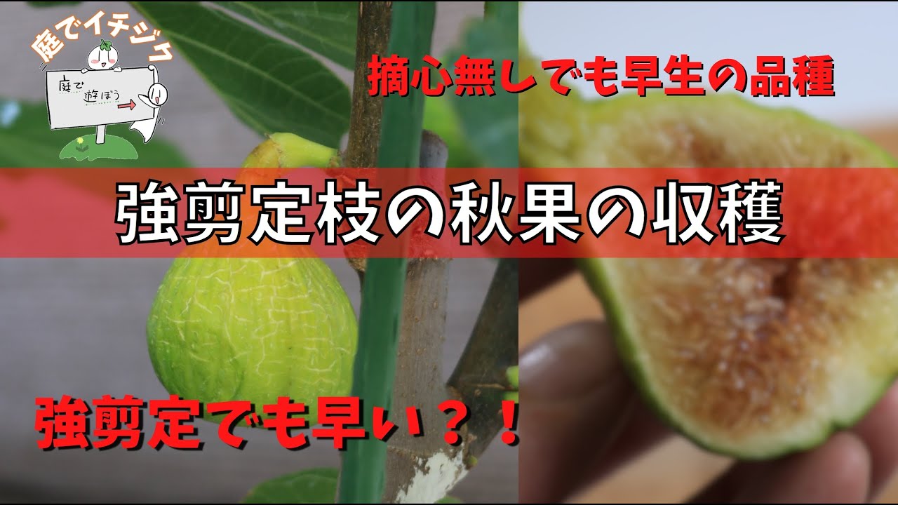 【イチジク】8月上旬。強剪定枝の秋果の収穫が始まりました。未剪定枝の秋果も巨大に育っています。今年は余計に大きいかも？