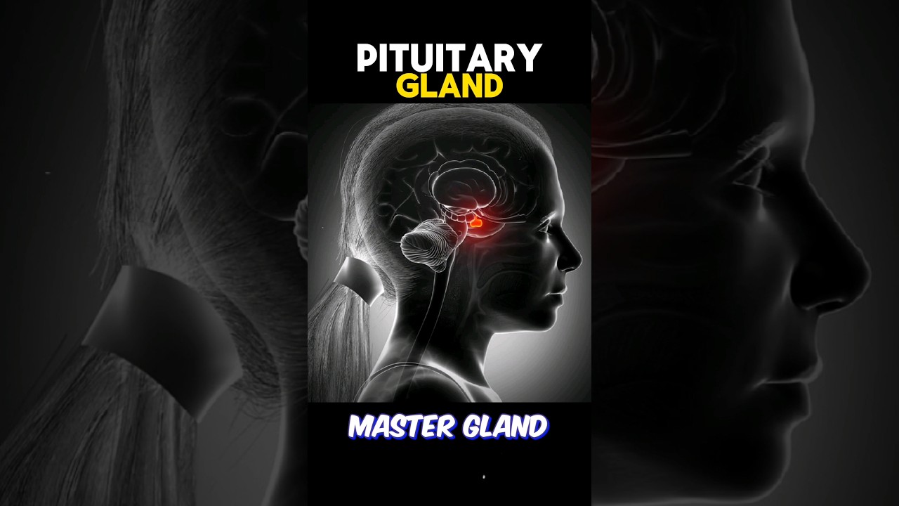 PART 1 : PITUITARY GLAND 