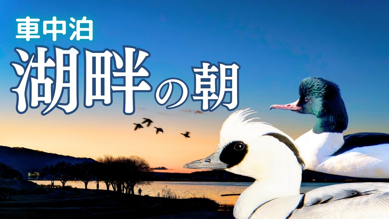 【心に残る探鳥】冬の諏訪湖で出会った白鳥とアイサたち｜湖畔のRVパークで過ごす夜明け