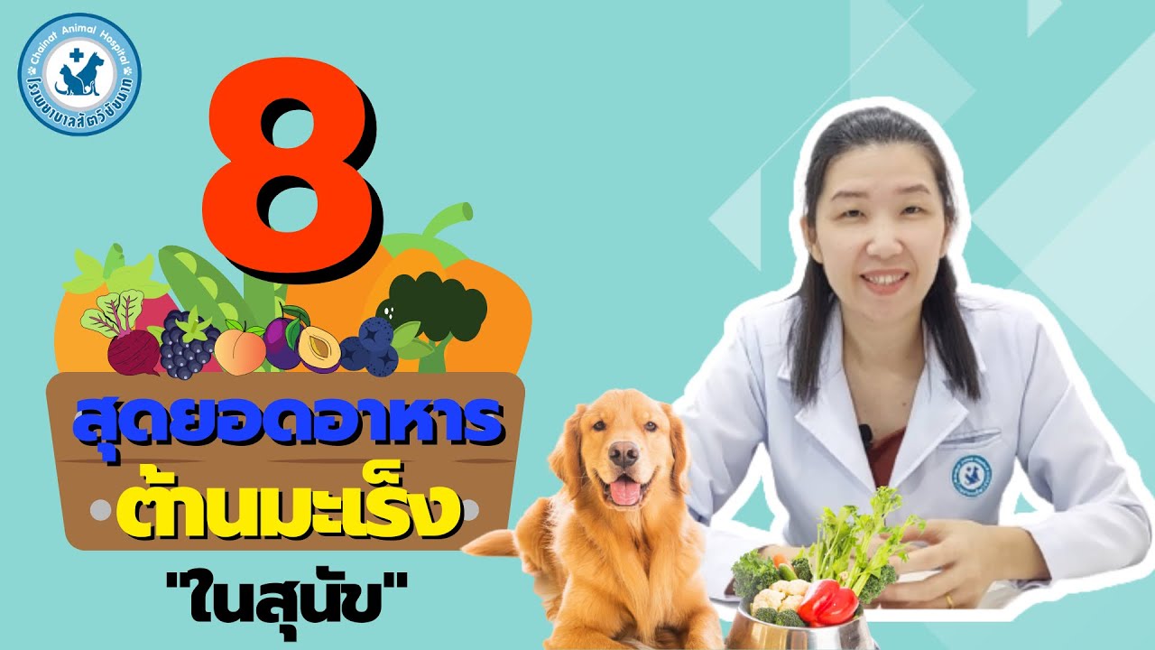8 สุดยอดอาหารต้านมะเร็งในสุนัข [โรงพยาบาลสัตว์ชัยนาท]