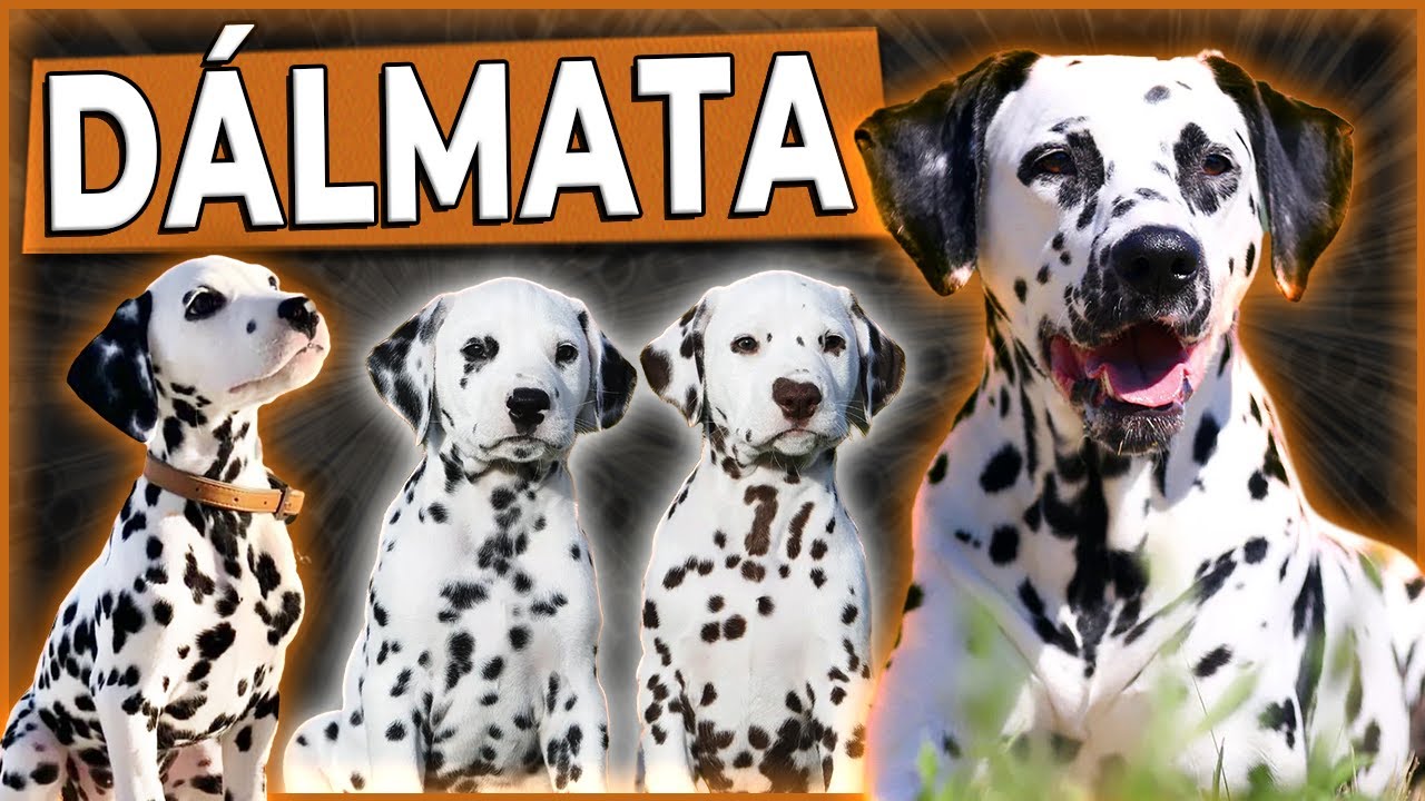 D&Aacute;LMATAS - Tudo sobre a ra&ccedil;a - Origem, comportamento, dicas, cuidados e muito mais #dalmata