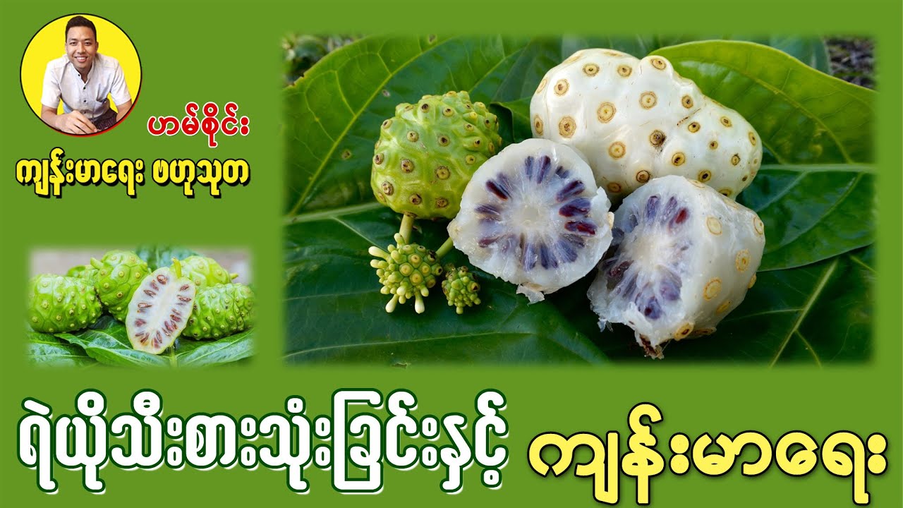 ရဲယိုသီး စားသုံးခြင်းနှင့် ကျန်းမာရေး -  Health Benefits of Noni Fruit