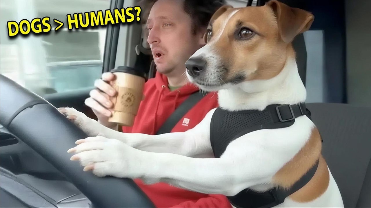 Умные собаки, которые просто уморительны! 😂 Самые смешные собаки на свете!