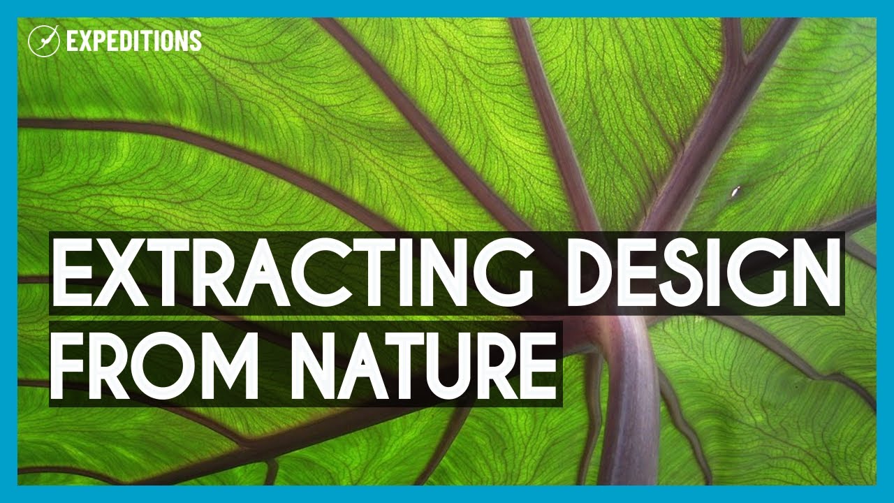 Plant Secrets in Science | Silvia Vignolini