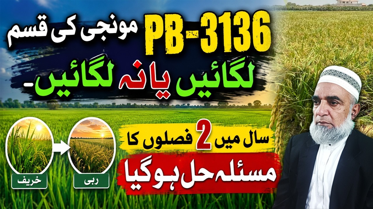 PB-3136 Rice Review | The Solution to Two Crops in One Year || Crop Reformer