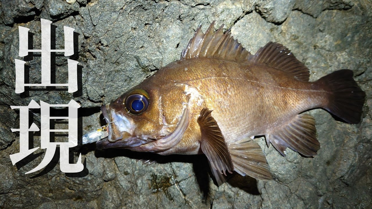 【メバリング】夜の磯場は格別です。