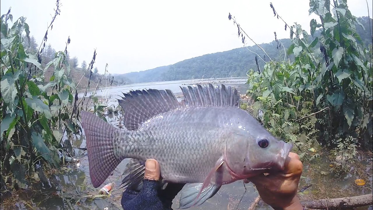 MONSTER Waduk Bendo Ponorogo 🇮 Menampakan Dirii 🇮！Kondisi WaduK Bendo Ponorogo Terkini