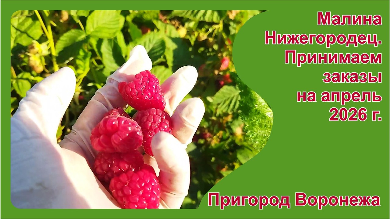 Малина Нижегородец. Лучший сорт для переработки. Принимаем заказы на саженцы на апрель 2026 г