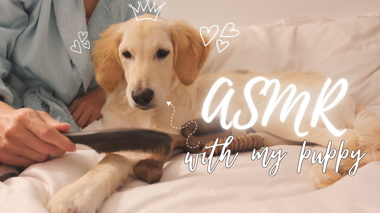 【4K ASMR】Golden Retriever Puppy Sounds Playing, Scratching, Petting, Whisper | YuzuTails