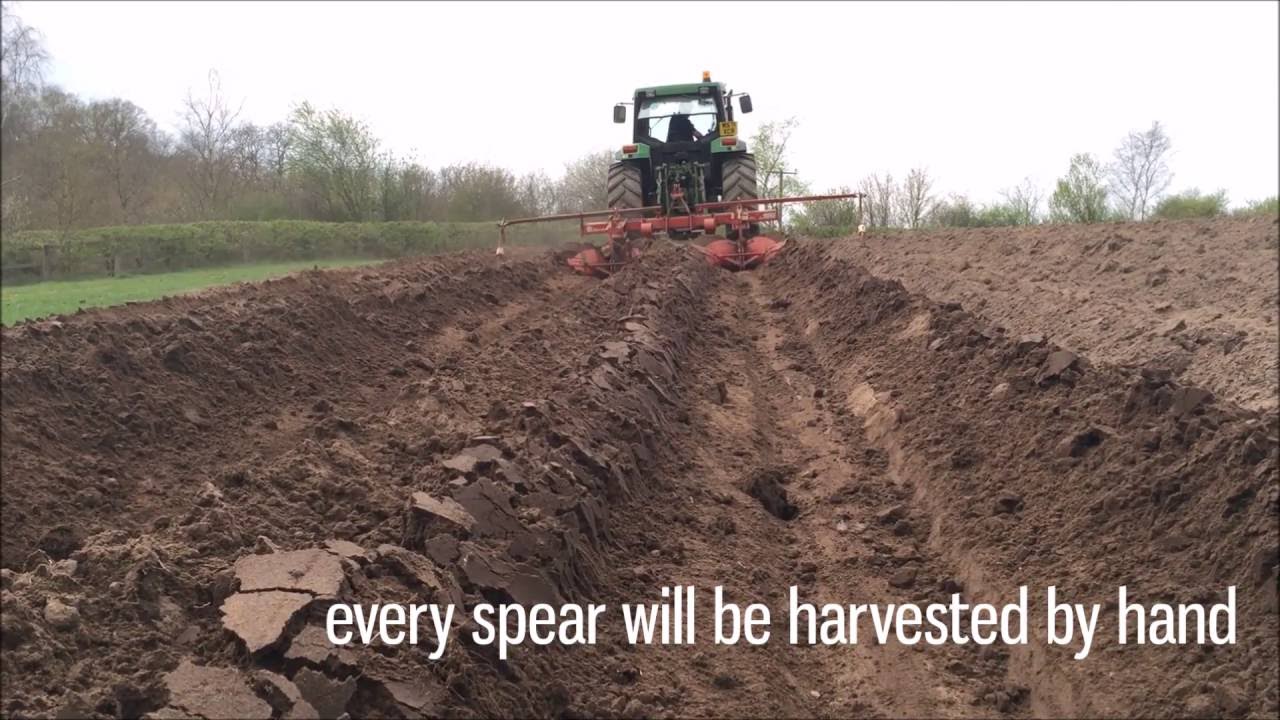 Planting Asparagus at Country Market