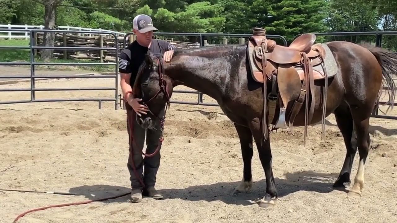 You won't muscle this one into a soft circle.  3 simple steps to get lightness on the lunge line