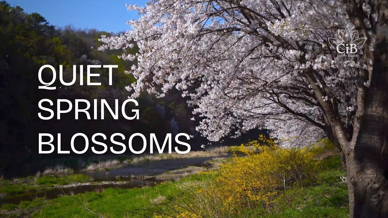 Quiet Spring Blossoms | Peaceful Morning Ambience | Calm in Bloom